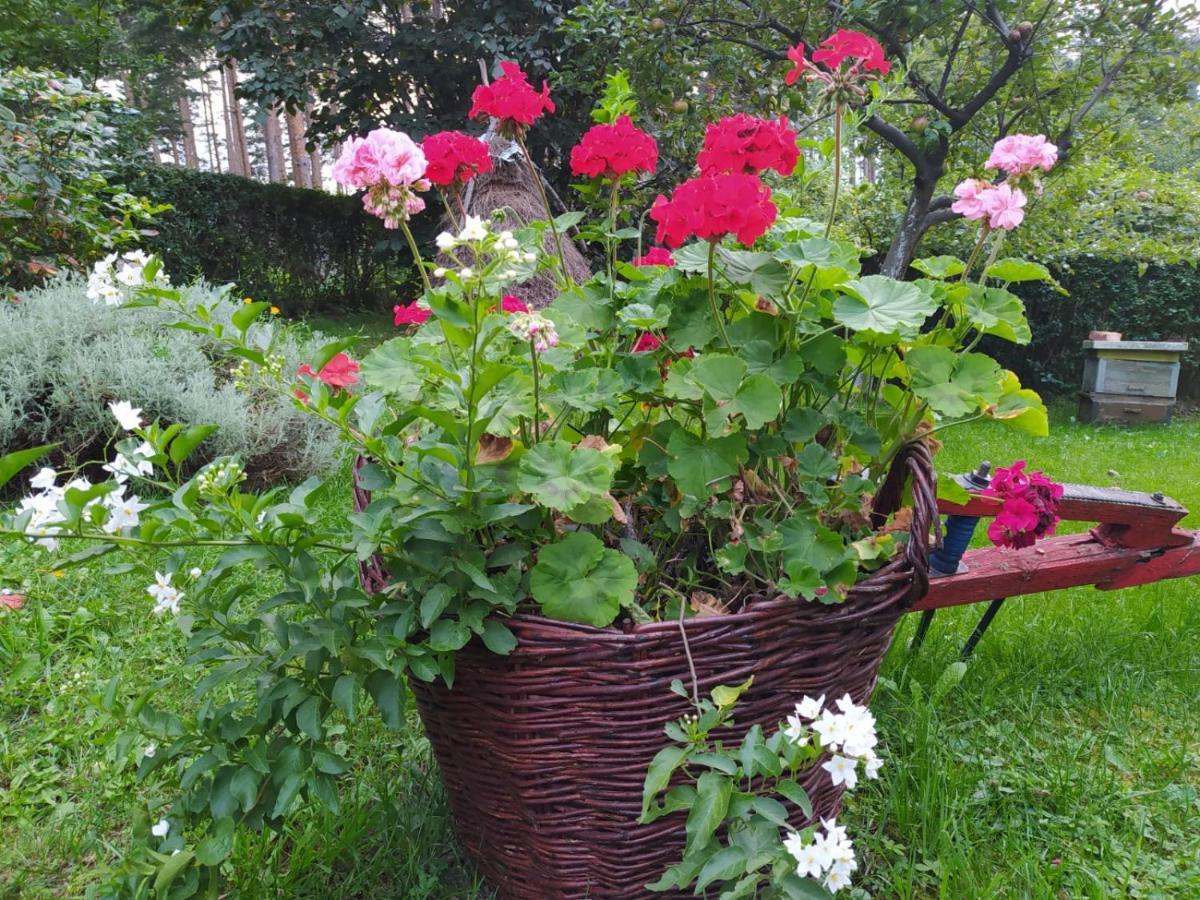 Apartmani Milic Sirogojno Exteriör bild